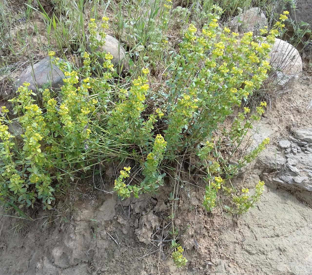 Изображение особи Cruciata glabra.