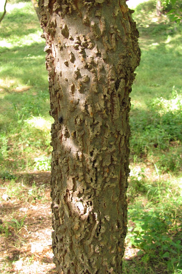 Изображение особи Celtis occidentalis.