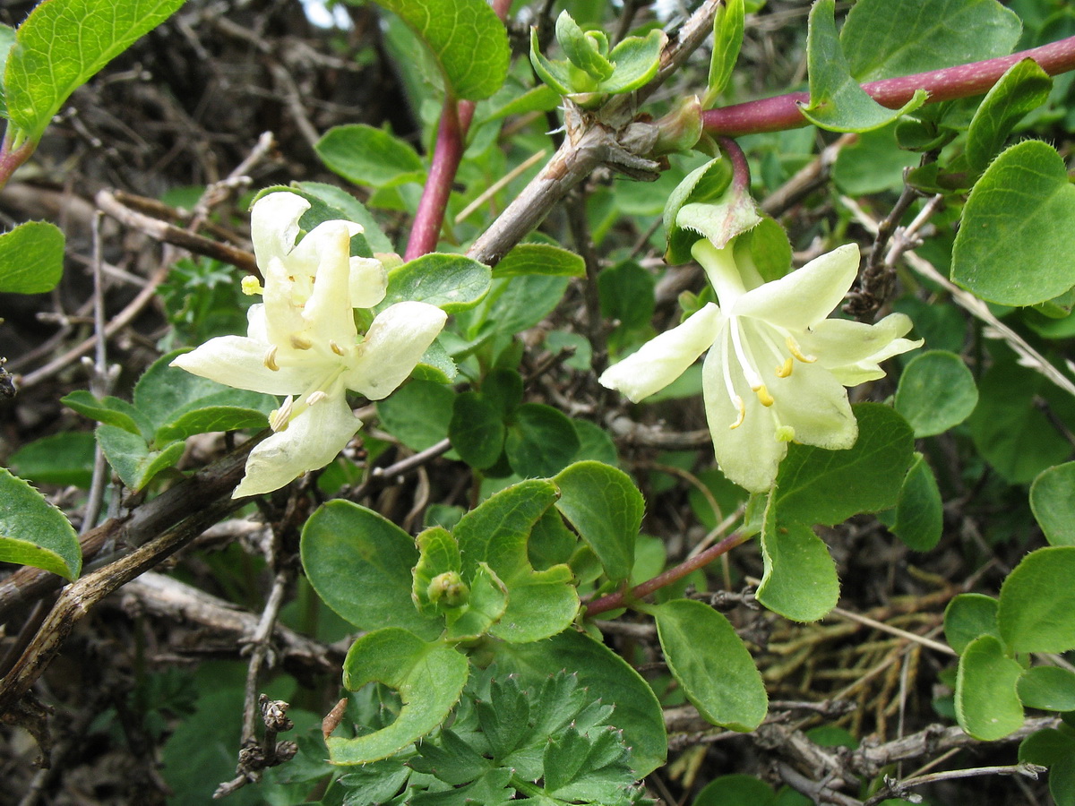 Image of Lonicera olgae specimen.