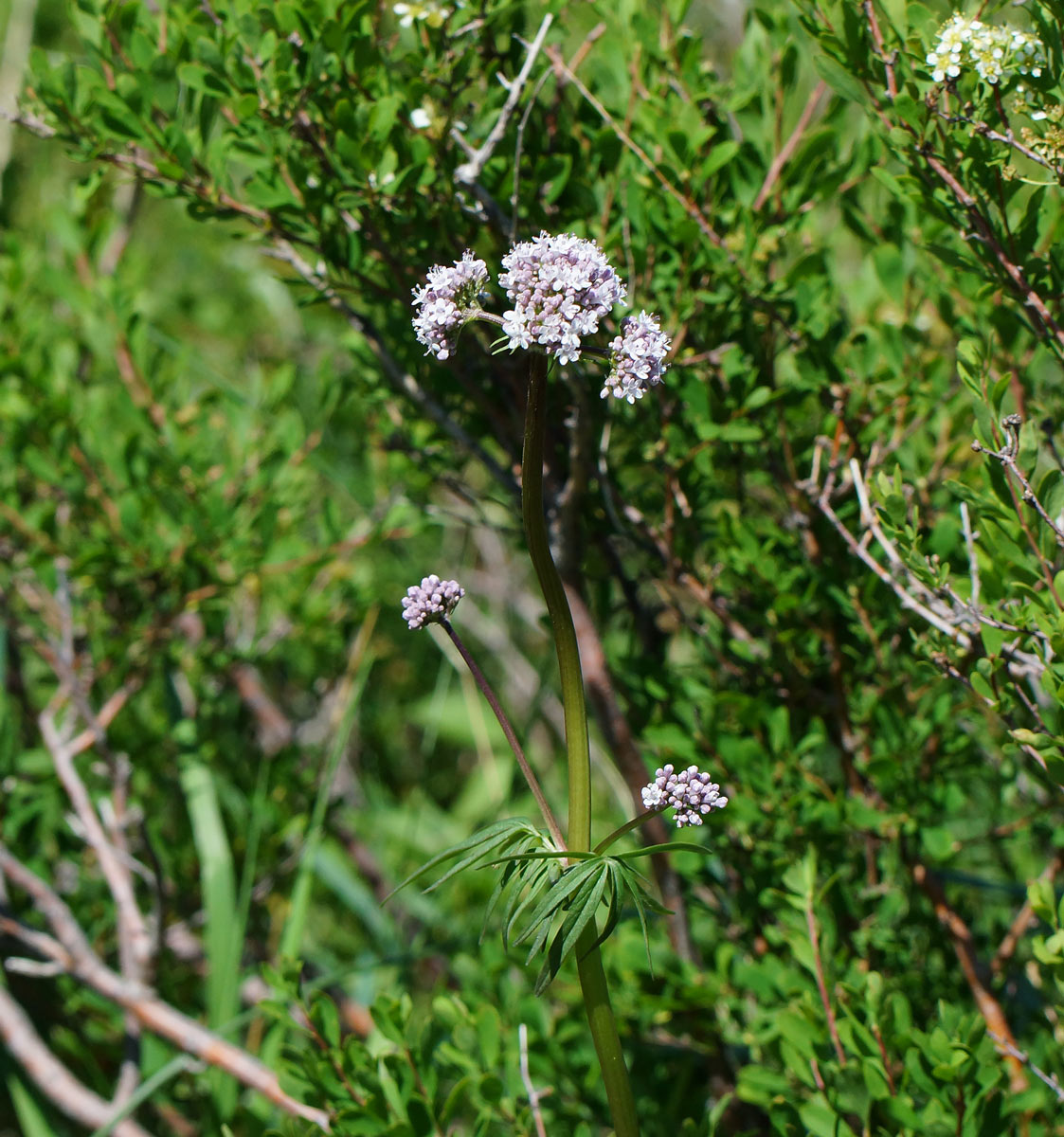 Изображение особи Valeriana dubia.