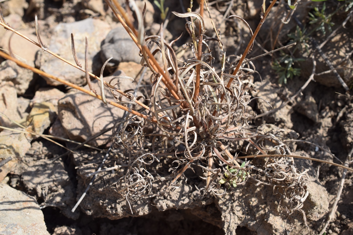 Image of Cousinia krauseana specimen.