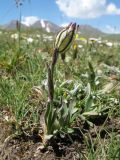 Gastrolychnis gonosperma. Цветущее растение. Кыргызстан, Чуйская обл., Панфиловский р-н, вост. часть Таласского Алатау, пер. Алабель, 3175 м н.у.м., альпийская зона. 20 июля 2018 г.