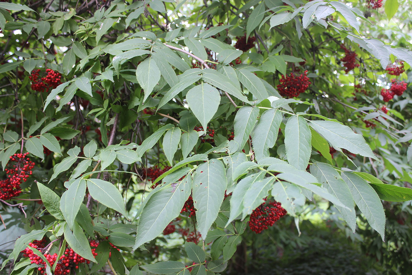 Image of Sambucus pubens specimen.