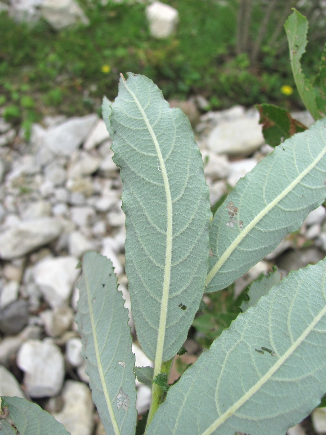 Image of Salix pseudomedemii specimen.