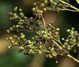 Filipendula ulmaria. Часть соплодия с созревающими плодами. Московская обл., Раменский р-н, окр. дер. Хрипань, садовый участок. 31.08.2017.