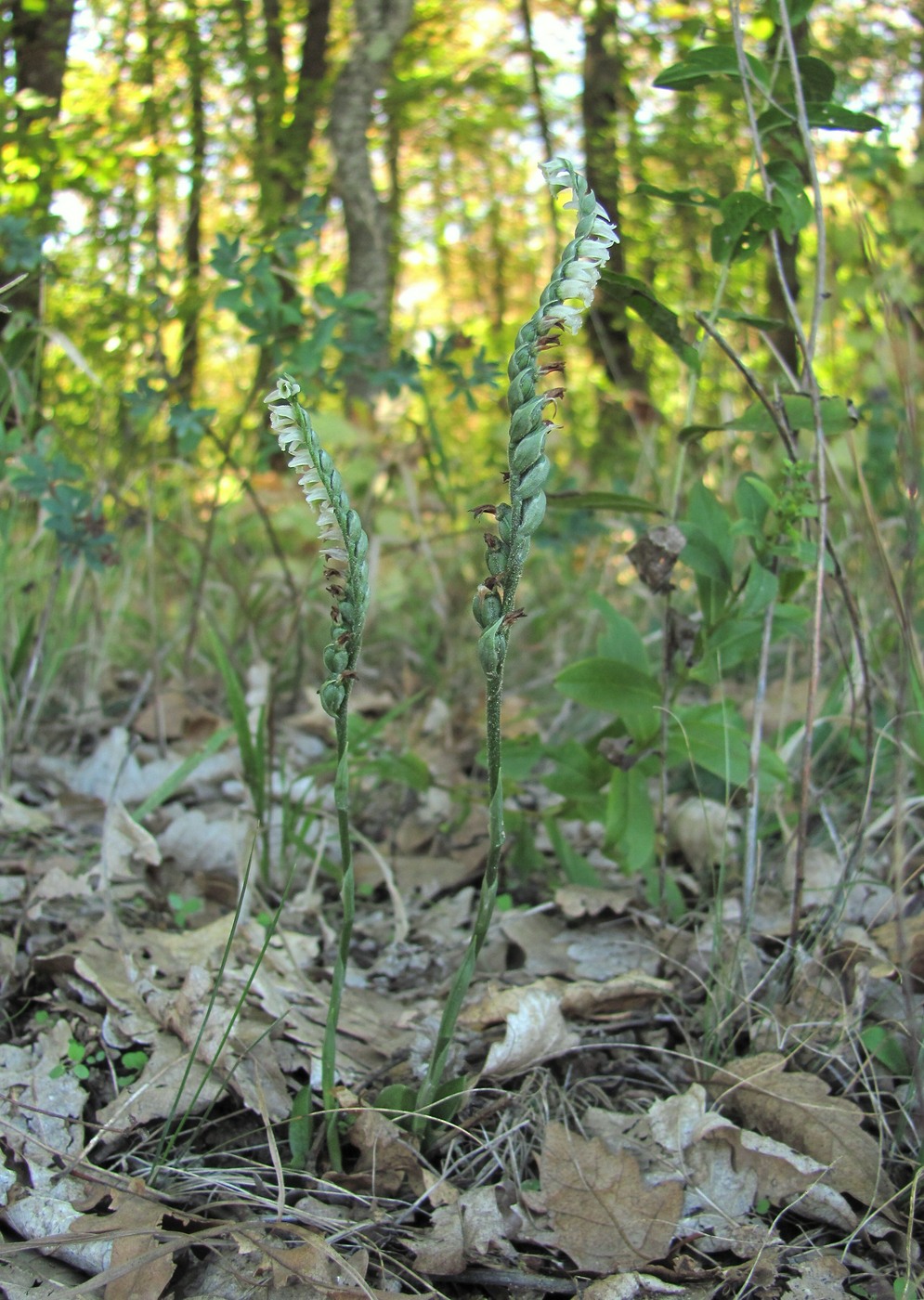 Изображение особи Spiranthes spiralis.