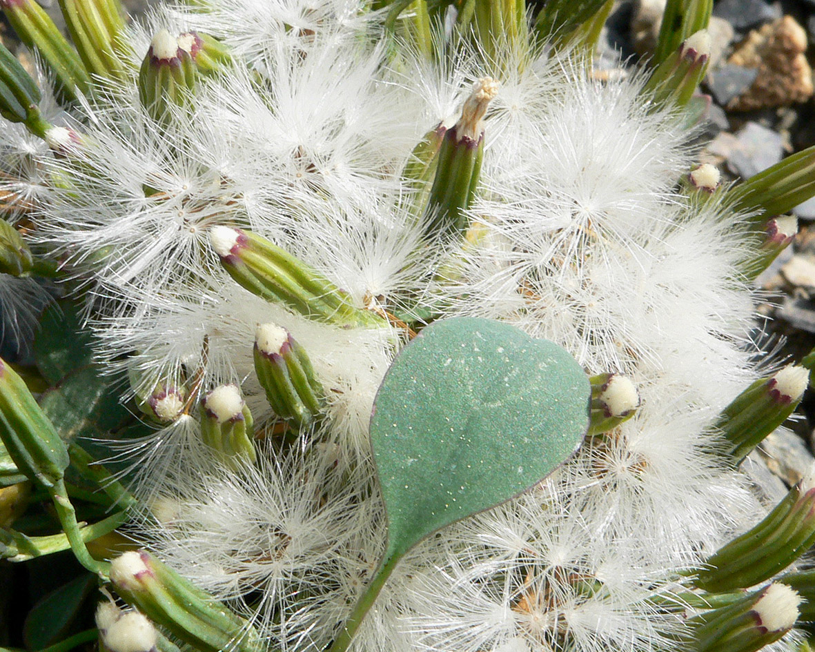 Изображение особи Crepis nana.