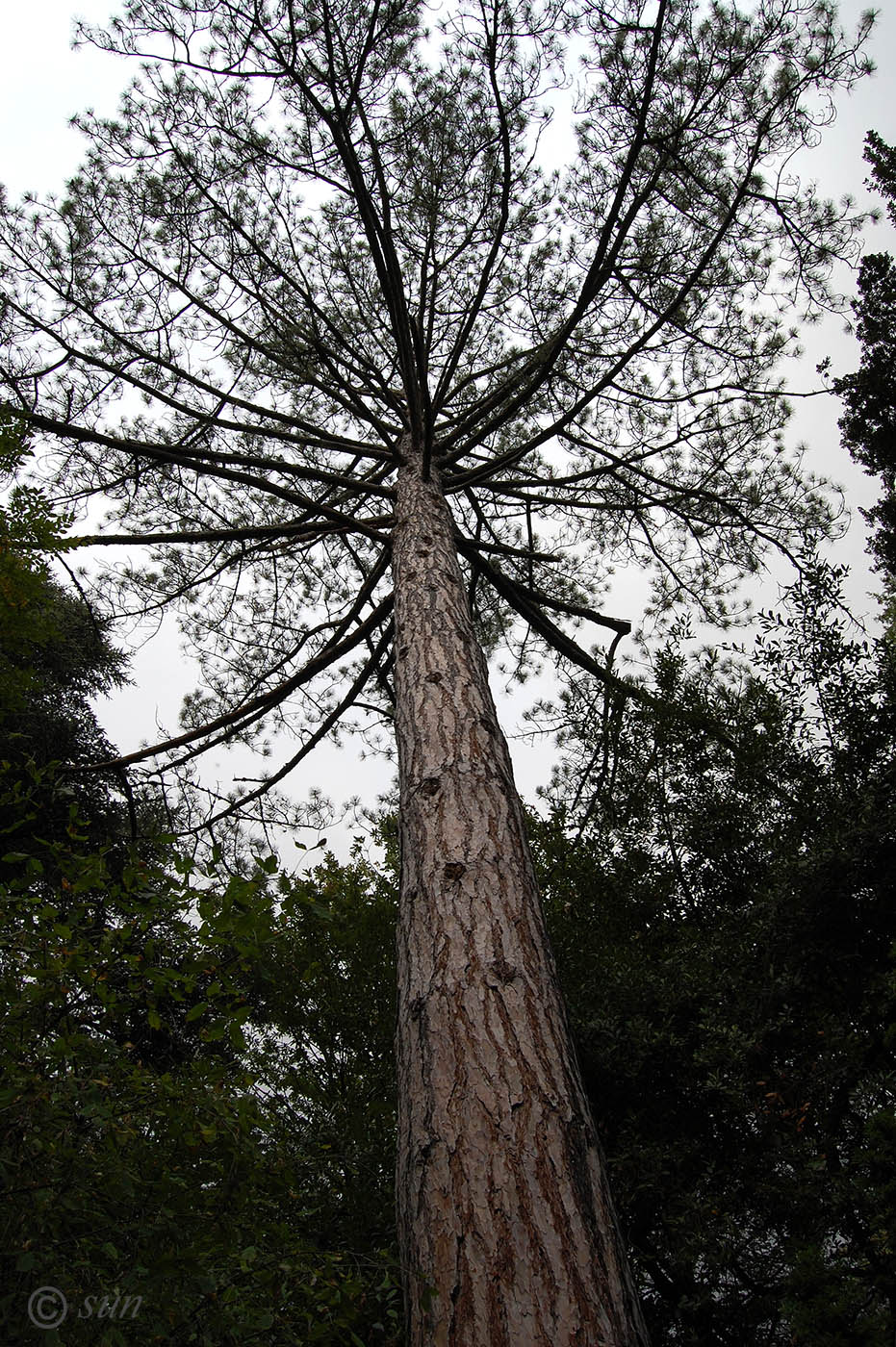 Изображение особи Pinus pallasiana.