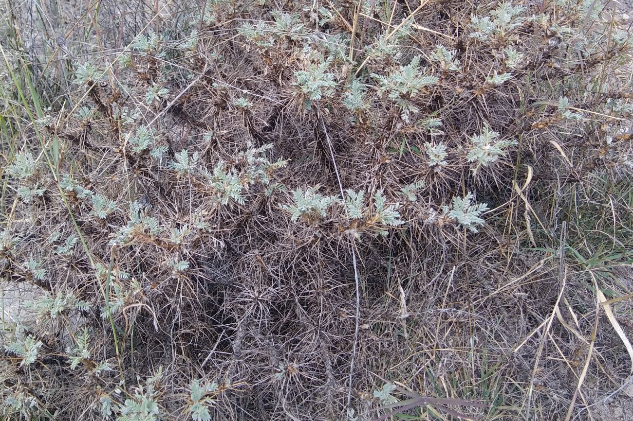 Image of genus Astracantha specimen.