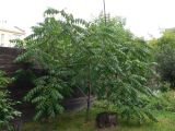 Juglans mandshurica. Растение с незрелыми плодами. Красноярский край, г. Красноярск. 15.08.2018.