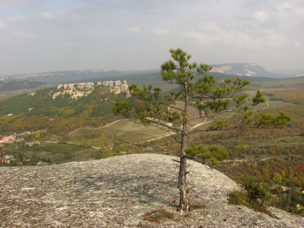 Изображение особи Pinus pallasiana.