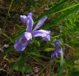 Iris ruthenica