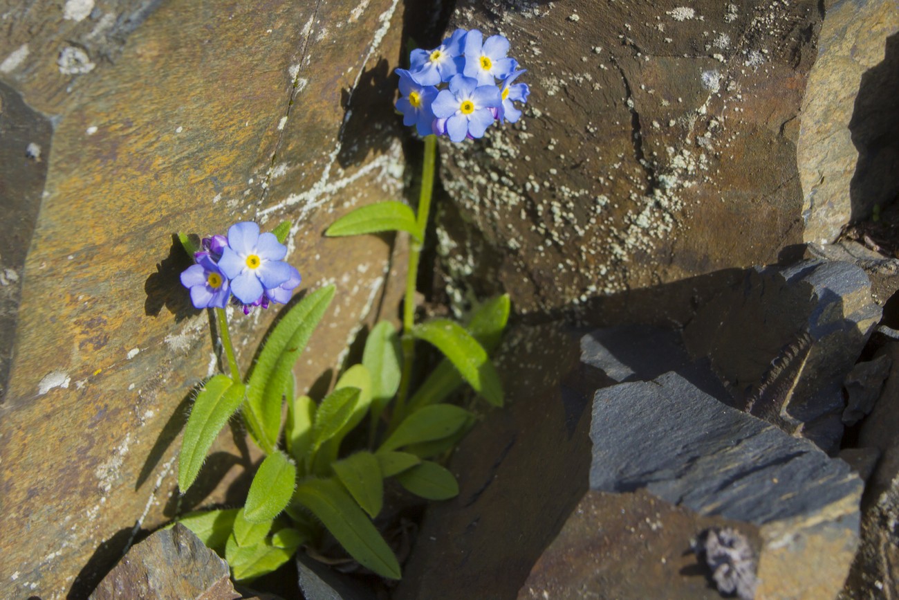 Изображение особи Myosotis alpestris.