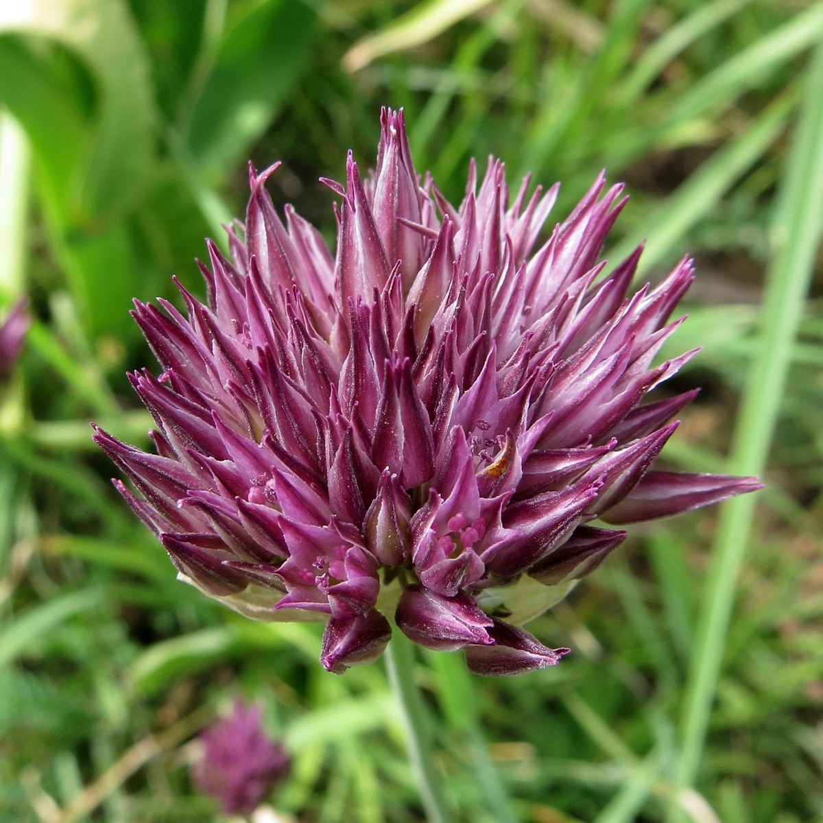 Изображение особи Allium sordidiflorum.
