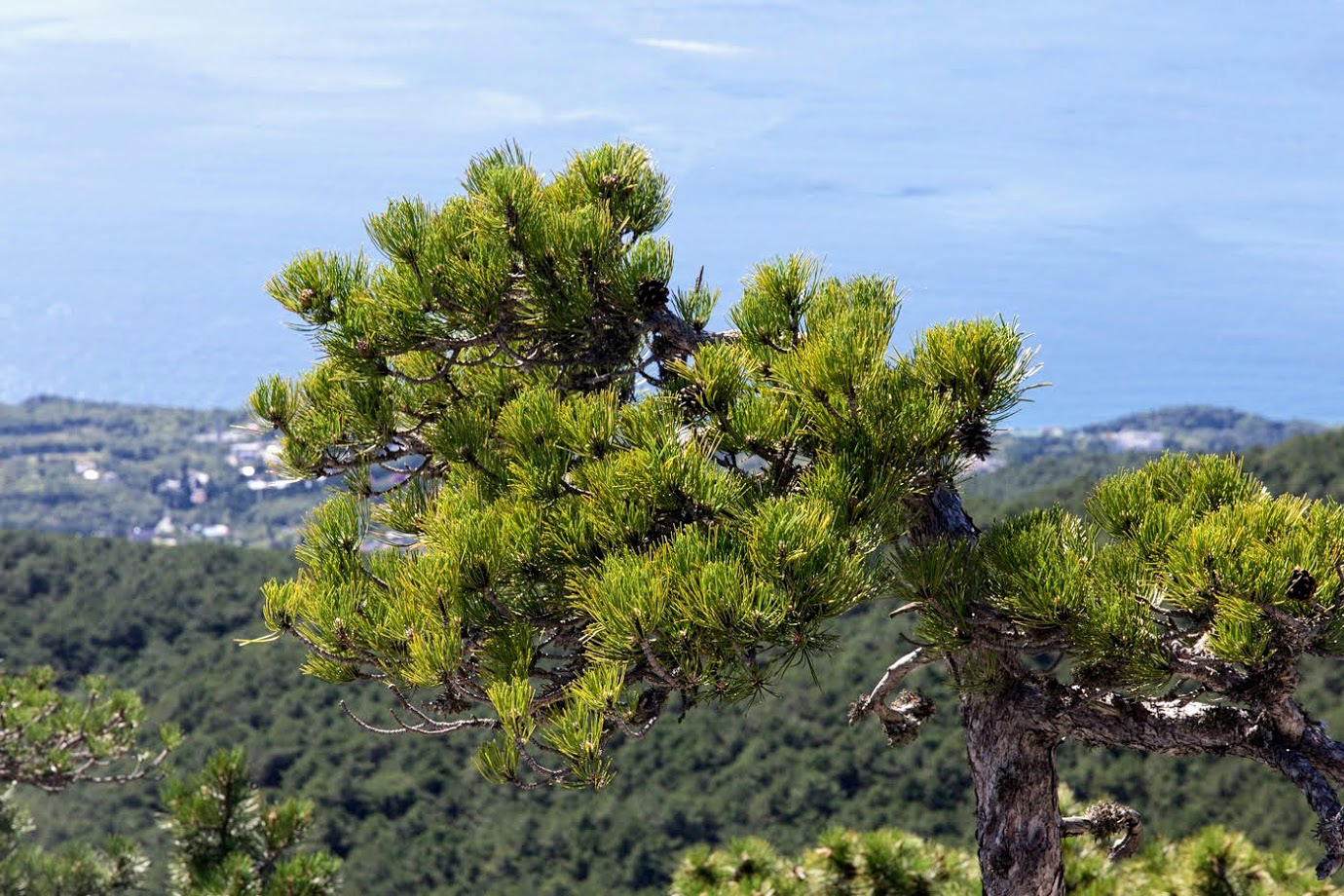 Изображение особи Pinus pallasiana.