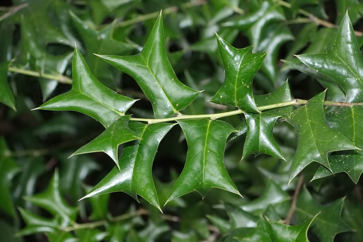 Изображение особи Ilex cornuta.