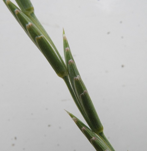 Image of Elytrigia obtusiflora specimen.