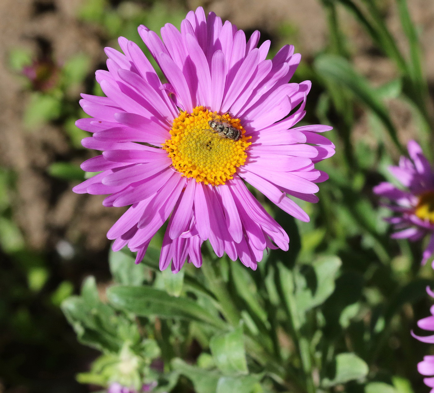 Image of Aster alpinus specimen.