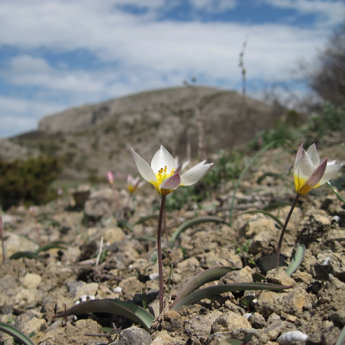 Image of Tulipa biflora specimen.