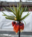 Fritillaria imperialis