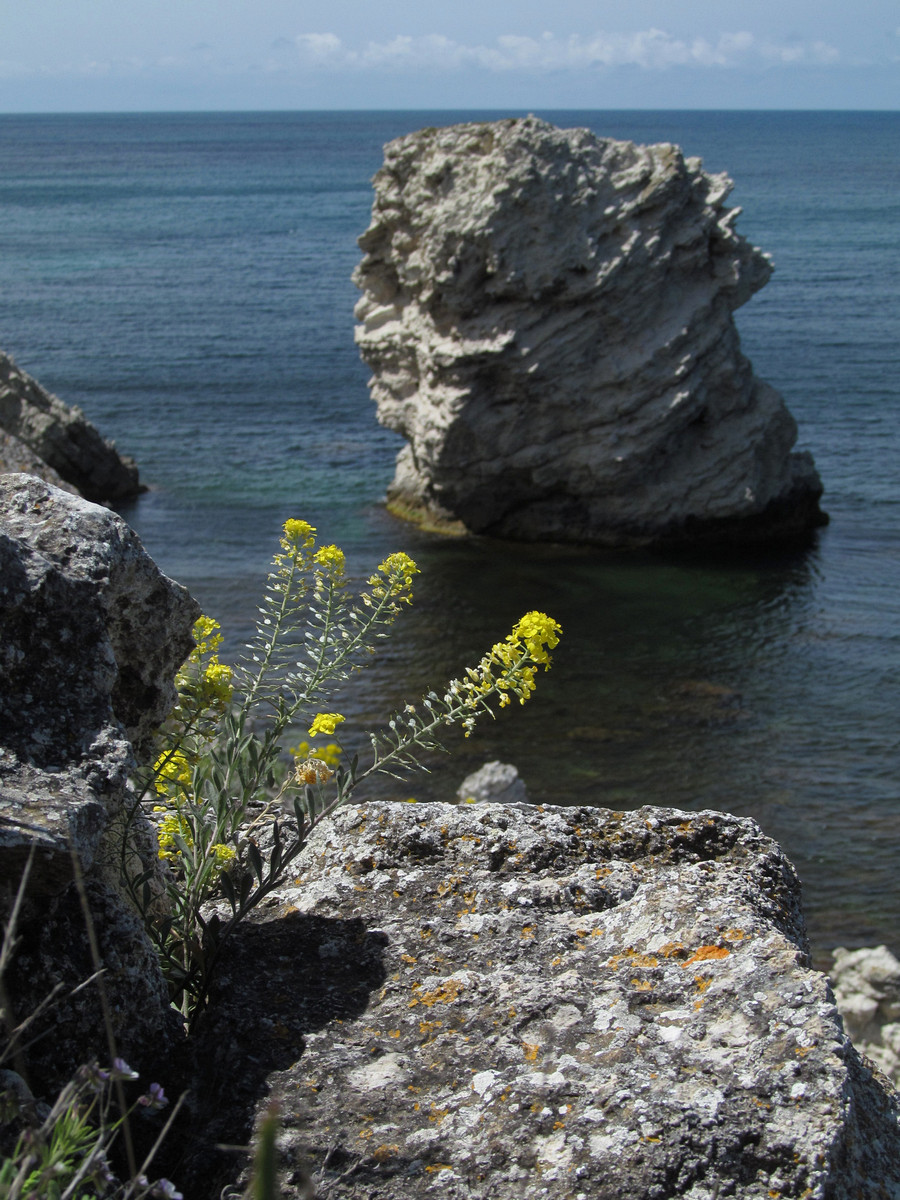 Image of Alyssum kotovii specimen.