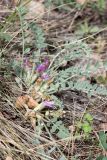 Astragalus testiculatus