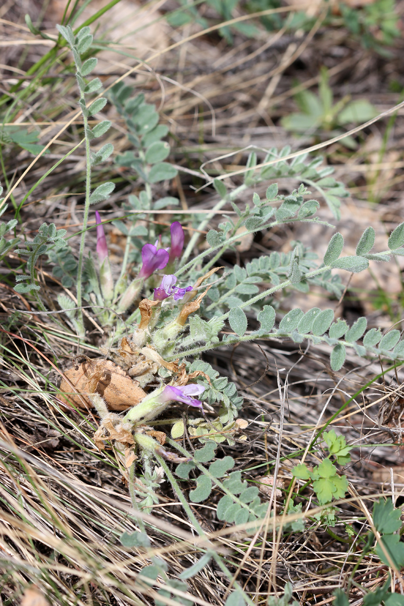 Изображение особи Astragalus testiculatus.