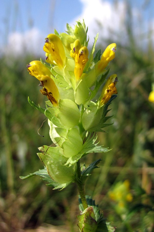 Image of genus Rhinanthus specimen.