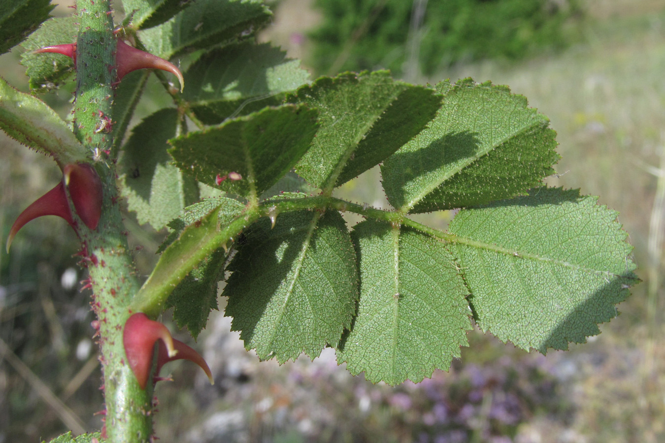 Image of Rosa turcica specimen.