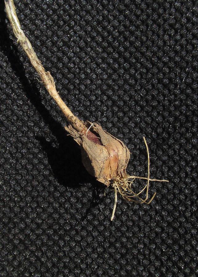 Image of Allium rotundum specimen.