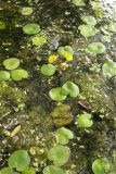 Utricularia vulgaris