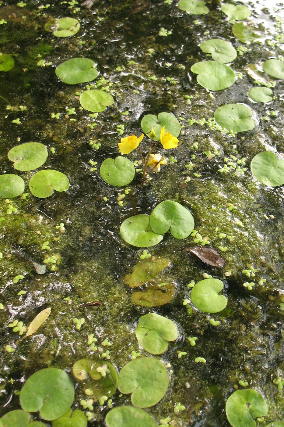 Image of Utricularia vulgaris specimen.