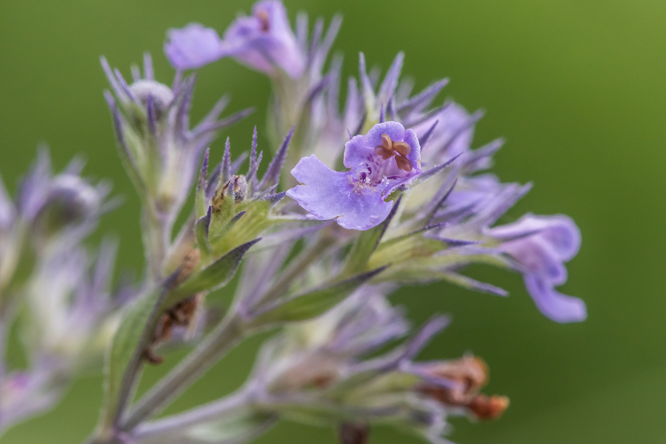 Image of Nepeta parviflora specimen.