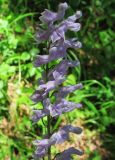 Aconitum septentrionale