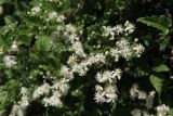 Clematis vitalba