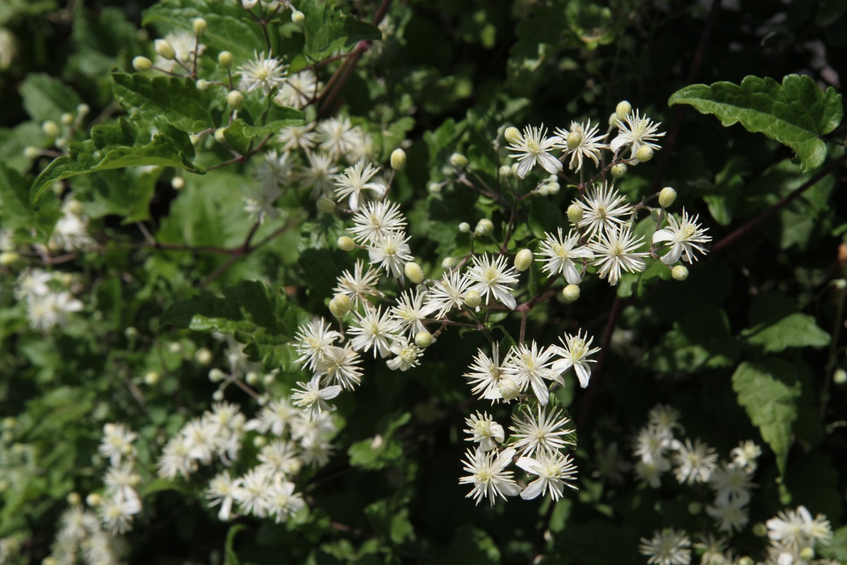 Изображение особи Clematis vitalba.