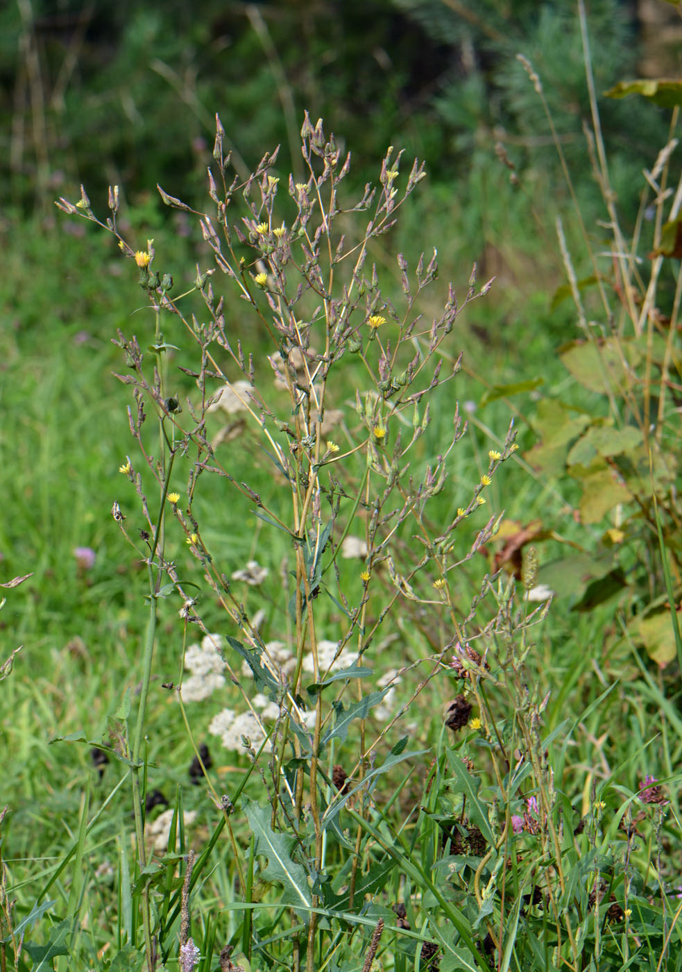 Image of Lactuca serriola specimen.