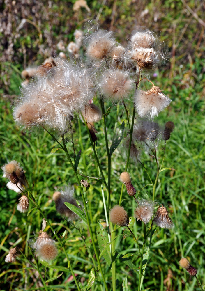 Изображение особи Cirsium arvense.