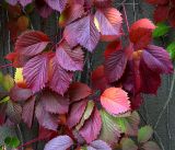 Parthenocissus quinquefolia. Листья в осенней раскраске. Московская обл., Раменский р-н, окр. дер. Хрипань, садовый участок. 24.09.2019.