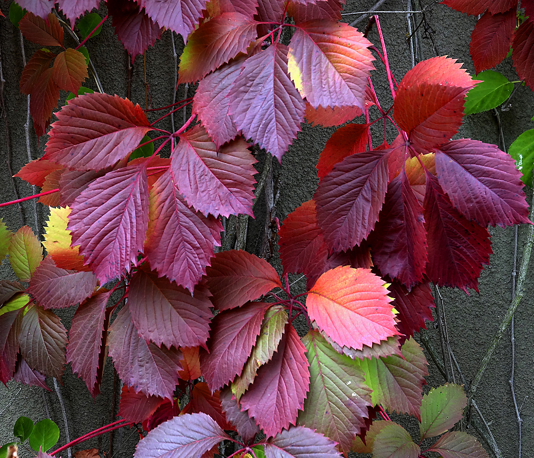 Изображение особи Parthenocissus quinquefolia.