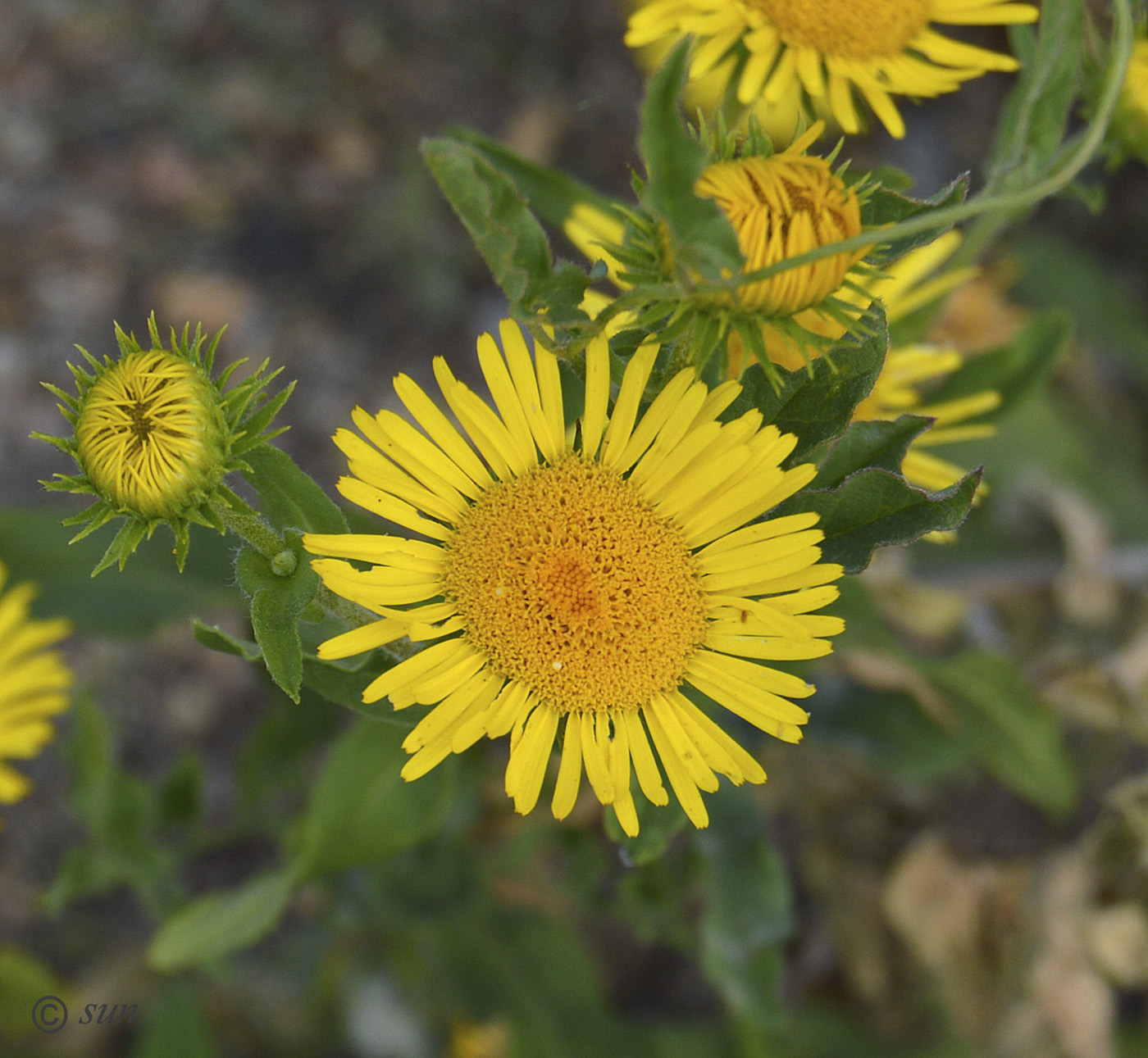 Изображение особи Inula britannica.