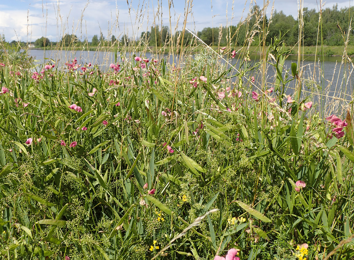 Image of Lathyrus sylvestris specimen.