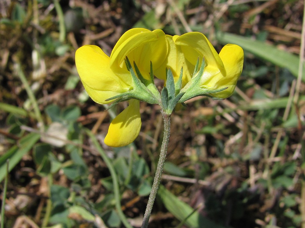 Image of Lotus corniculatus specimen.