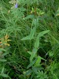 Hypericum ascyron