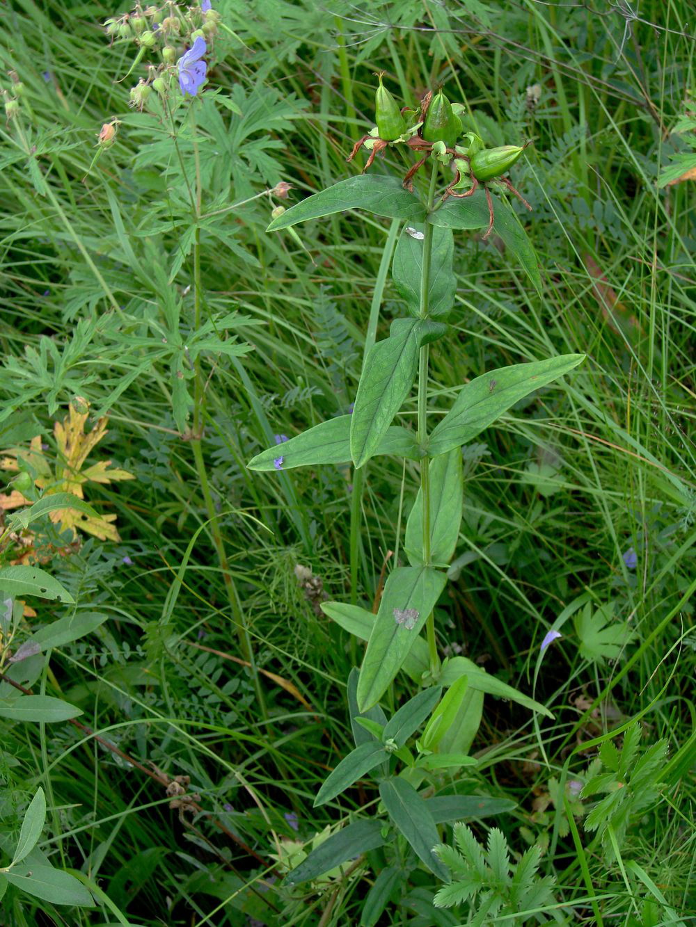 Image of Hypericum ascyron specimen.