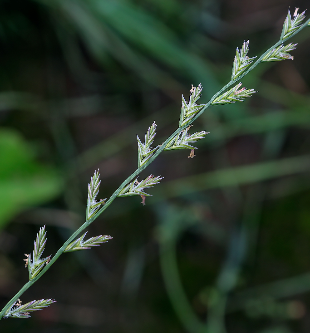 Image of Lolium perenne specimen.