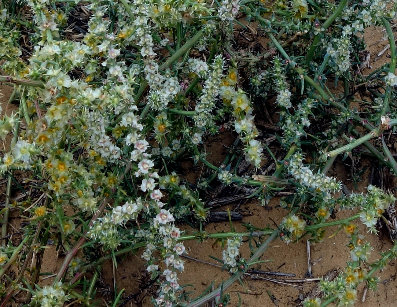 Изображение особи Salsola tragus.