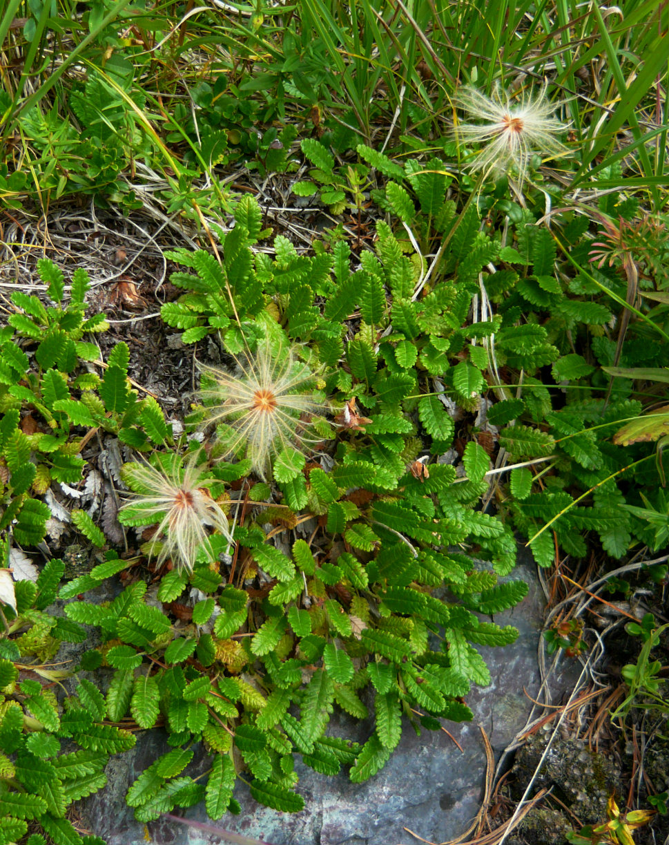 Image of Dryas oxyodonta specimen.