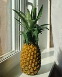 Ananas comosus