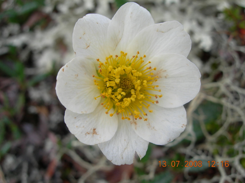 Image of Dryas octopetala specimen.